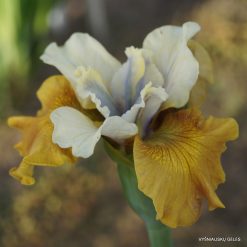 Iris sibirica 'Colonel Mustard' (4)