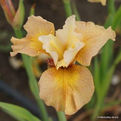 Iris sibirica 'Cream of Tomato'