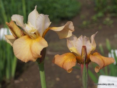Iris sibirica 'Cream of Tomato' (2)
