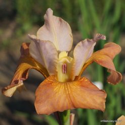 Iris sibirica 'Cream of Tomato' (4)