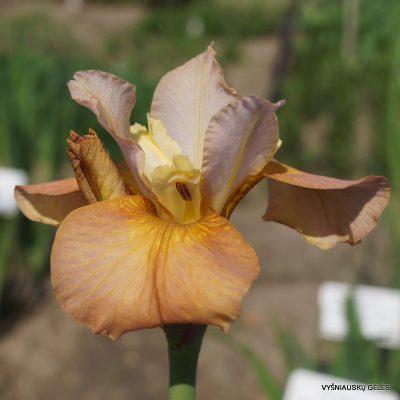 Iris sibirica ‘Cream of Tomato’