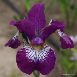Iris sibirica 'Demure Illini'