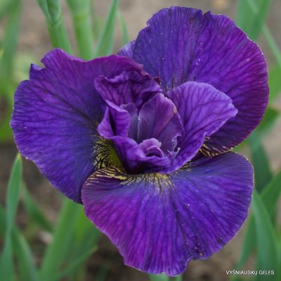Iris sibirica 'Doreen Cambray'