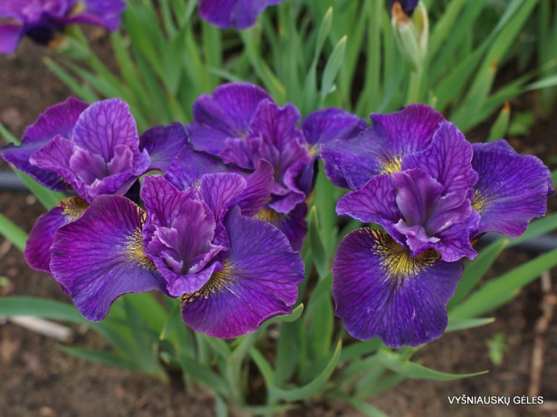 Iris sibirica 'Doreen Cambray' (2)
