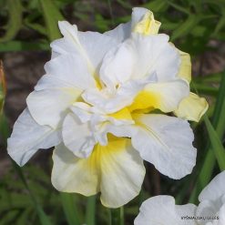 Iris sibirica 'Double Play'