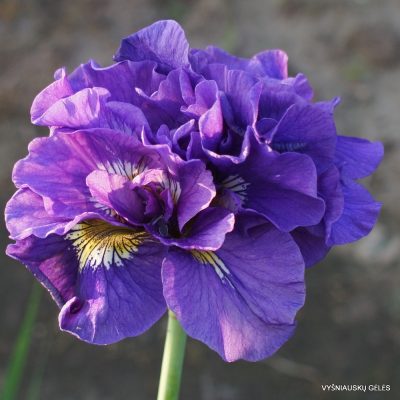 Iris sibirica ‘Double Standards’ (2)