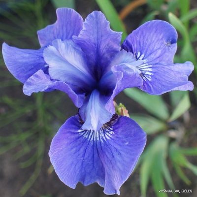Iris sibirica ‘Ego’