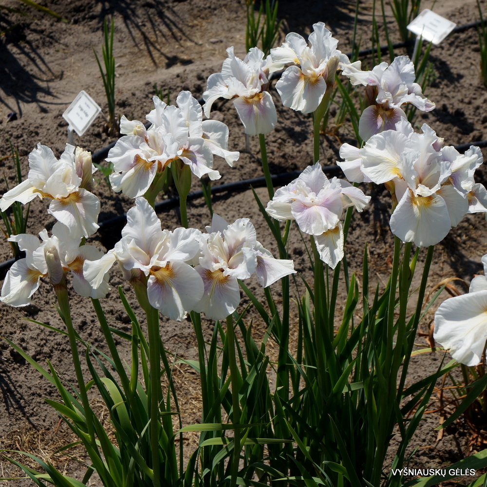 Iris sibirica 'Fond Kiss' (2)