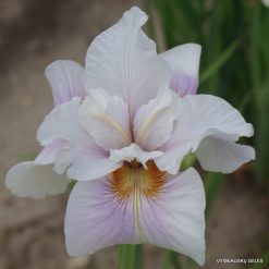 Iris sibirica 'Fond Kiss' (4)