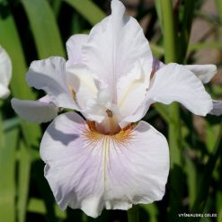Iris sibirica 'Fond Kiss'
