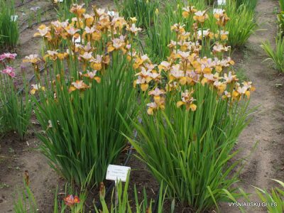 Iris sibirica 'Ginger Twist' (4)