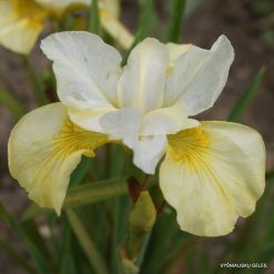 Iris sibirica 'Head Start'
