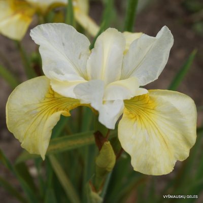 Iris sibirica ‘Head Start’