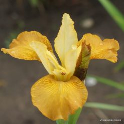 Iris sibirica 'Honey Chic' (2)