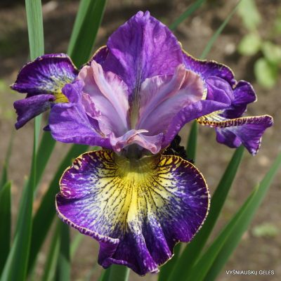 Iris sibirica 'How Audacious' (2)