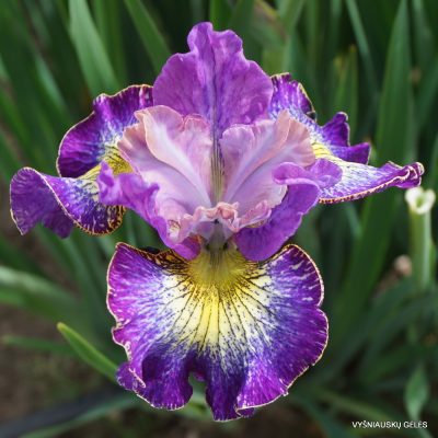 Iris sibirica ‘How Audacious’