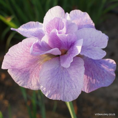 Iris sibirica 'Imperial Opal'