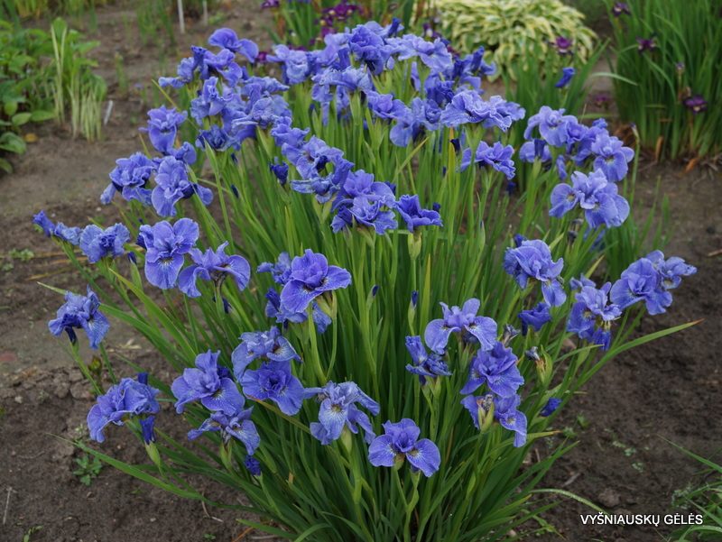 Iris sibirica 'Jiggles' (2)