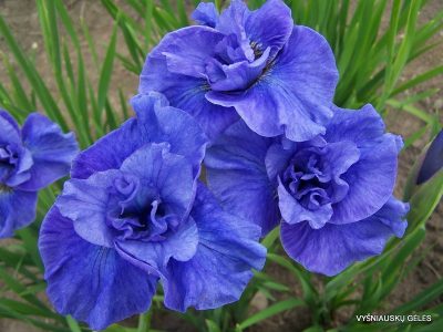 Iris sibirica 'Jiggles'
