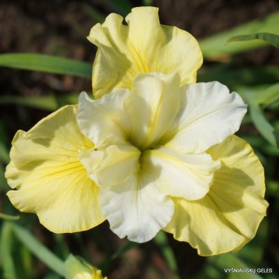 Iris sibirica ‘Just Cruising’
