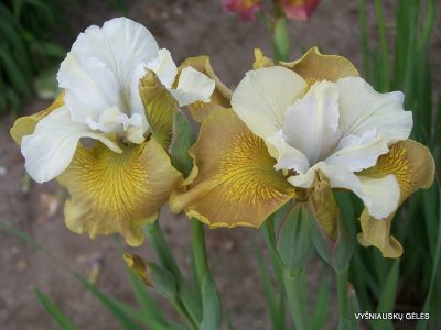 Iris sibirica 'New Mown Hay' (2)