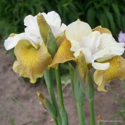 Iris sibirica 'New Mown Hay'