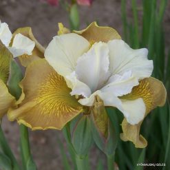 Iris sibirica 'New Mown Hay' (3)