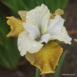 Iris sibirica 'New Mown Hay' (4)