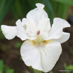 Iris sibirica 'Not Quite White' (5)