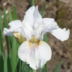 Iris sibirica 'Not Quite White'