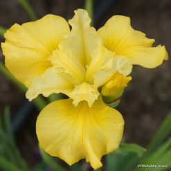 Iris sibirica 'Olive Emerson'