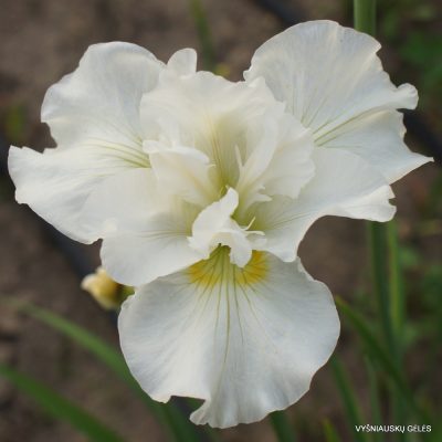 Iris sibirica ‘Ordinary Angel’ (3)