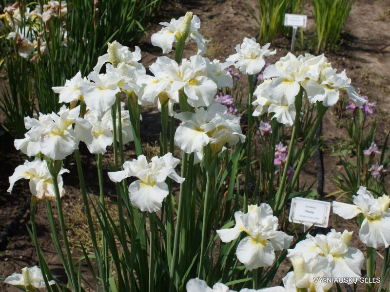 Iris sibirica 'Ordinary Angel' (5)