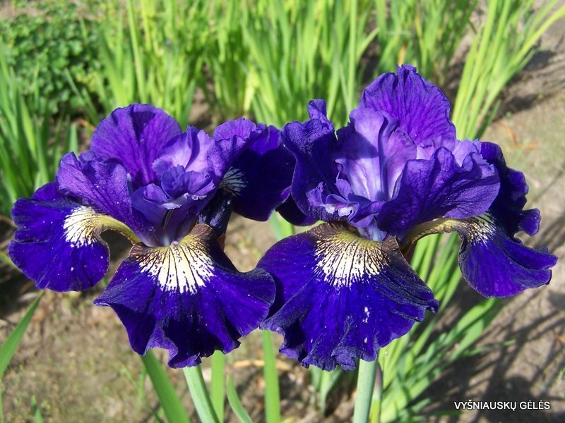 Iris sibirica 'Over in Gloryland' (2)