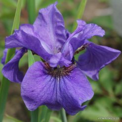 Iris sibirica 'Purple Prose'