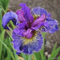 Iris sibirica 'Saucy Sailor'
