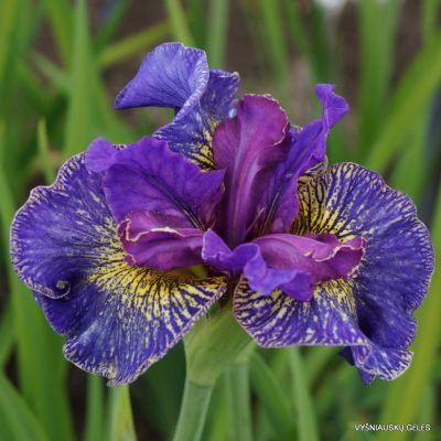 Iris sibirica 'Saucy Sailor' (2)