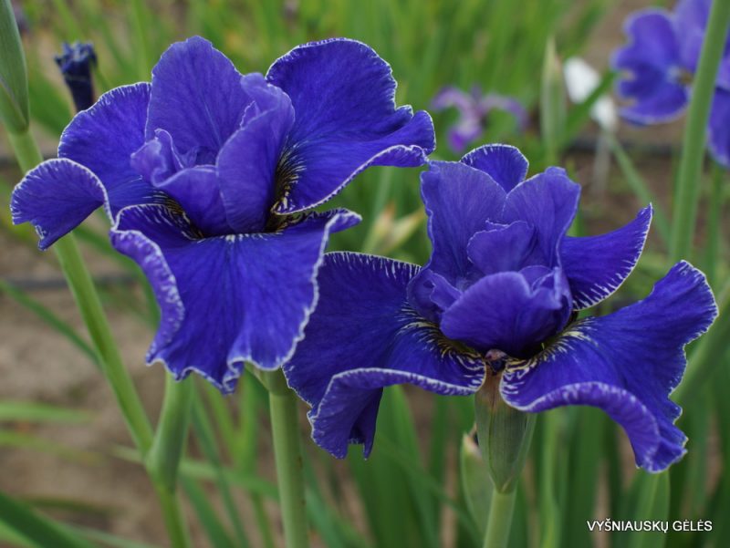Iris sibirica 'Silberkante' (2)
