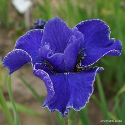 Iris sibirica 'Silberkante'