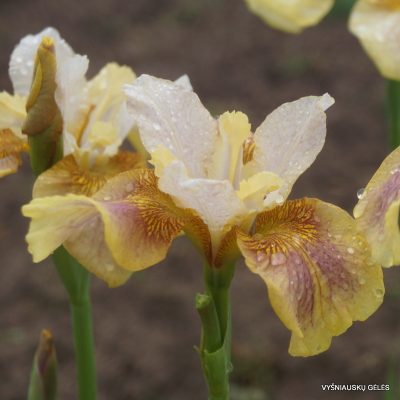 Iris sibirica 'Sound and Spirit'