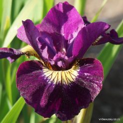 Iris sibirica 'Sultans Ruby'