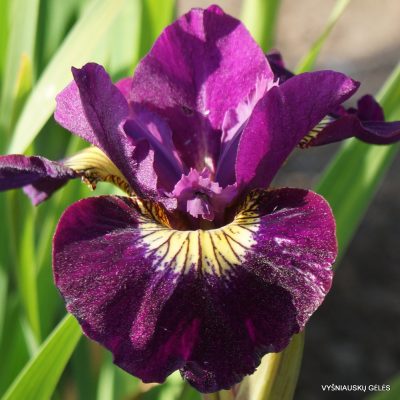 Iris sibirica ‘Sultans Ruby’