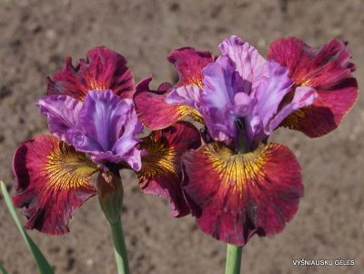 Iris sibirica 'Sweeter Still' (2)