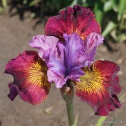 Iris sibirica 'Sweeter Still'