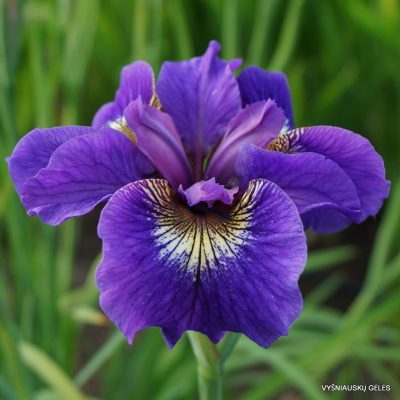 Iris sibirica 'Tall Dark and Handsome'