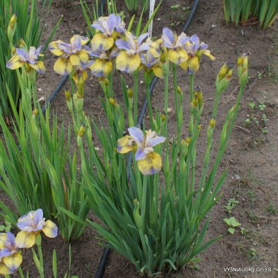 Iris sibirica 'Tipped In Blue'