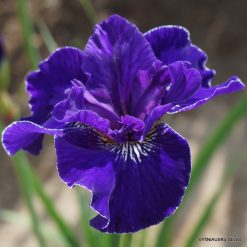 Iris sibirica 'Trim the Velvet'