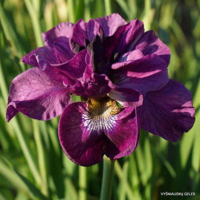 Iris sibirica 'Tumble Bug'