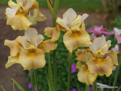 Iris sibirica 'White Amber' (2)