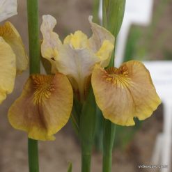 Iris sibirica 'White Amber'